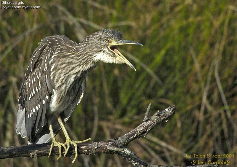 Black-crowned Night Heron