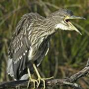 Black-crowned Night Heron