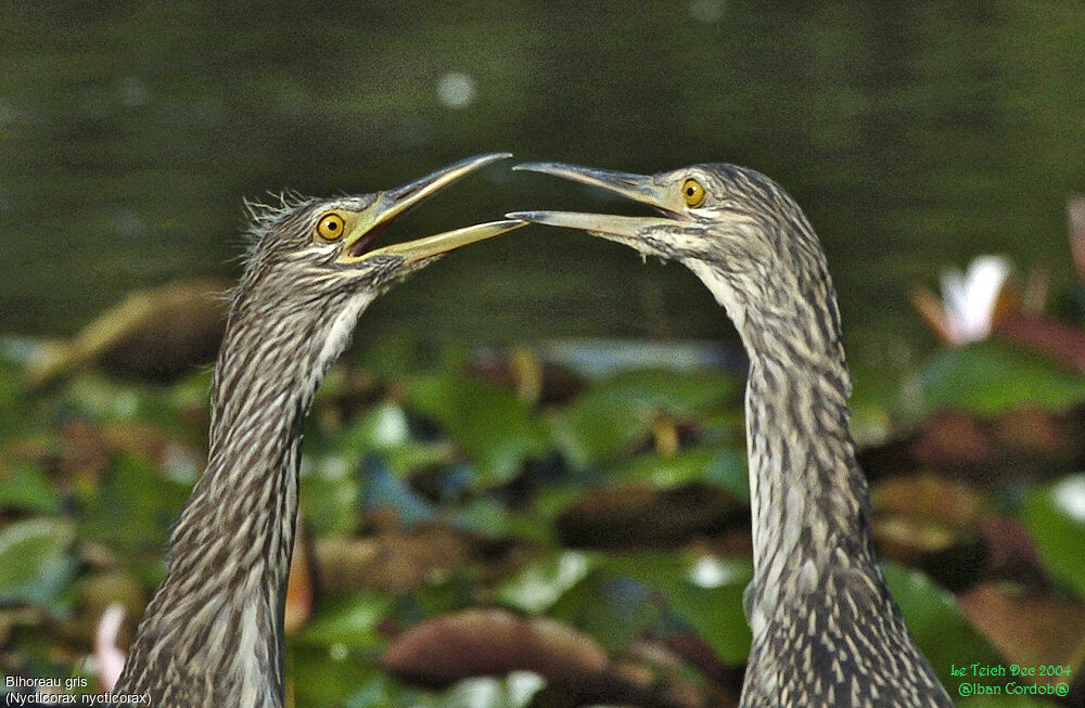 Black-crowned Night Heron