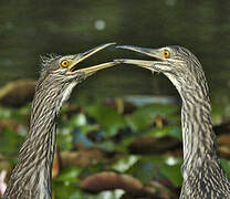 Black-crowned Night Heron