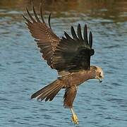 Western Marsh Harrier