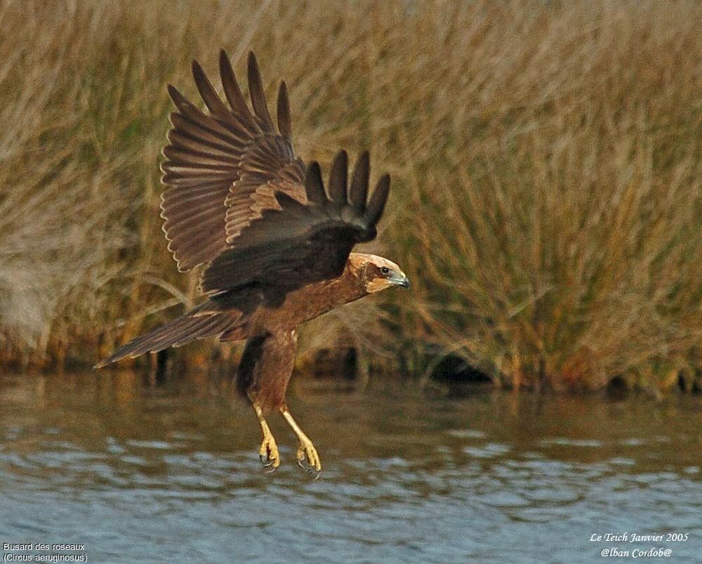 Western Marsh Harrier