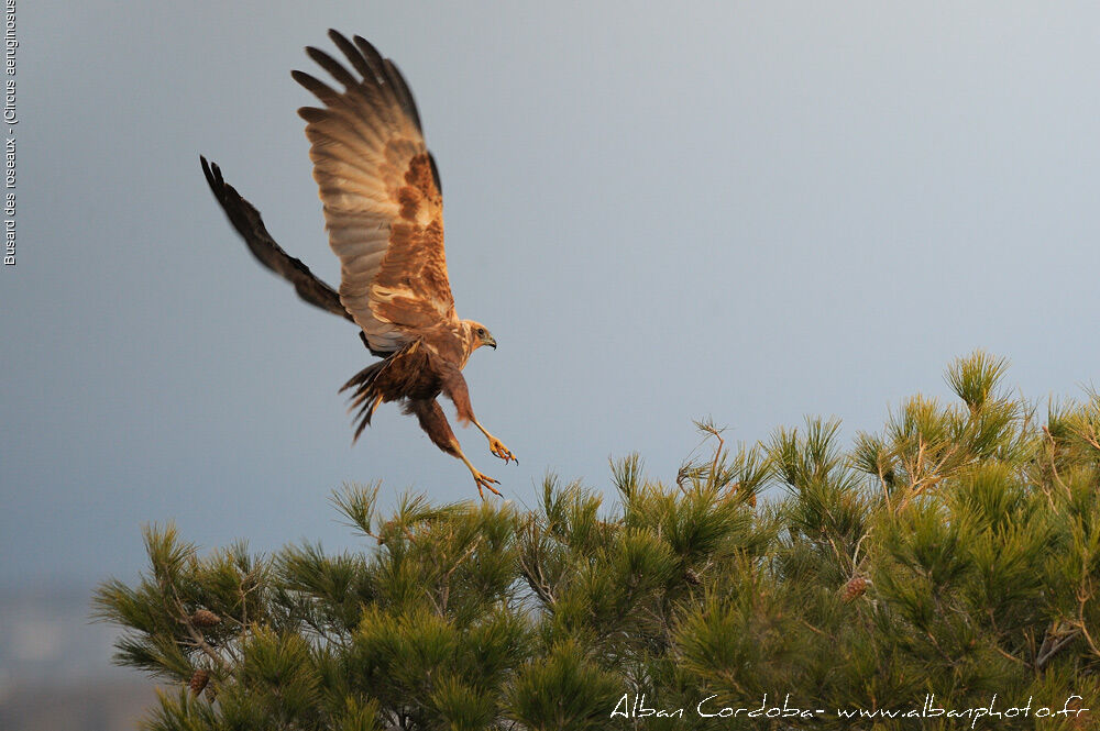 Western Marsh Harrier