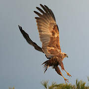 Western Marsh Harrier