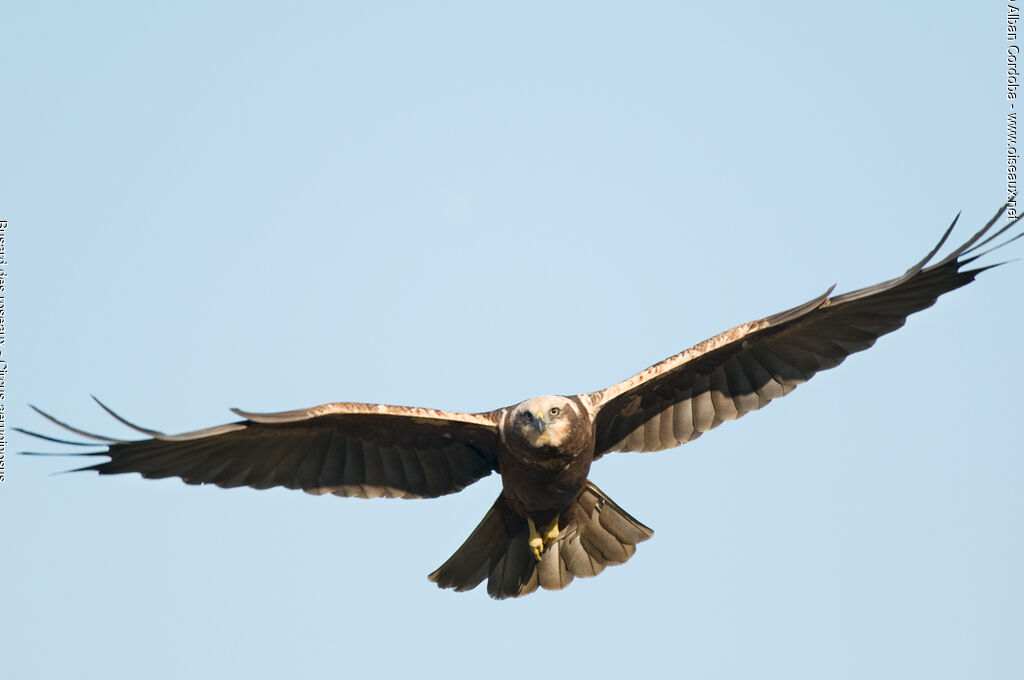 Western Marsh Harrier female