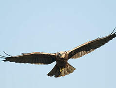 Western Marsh Harrier