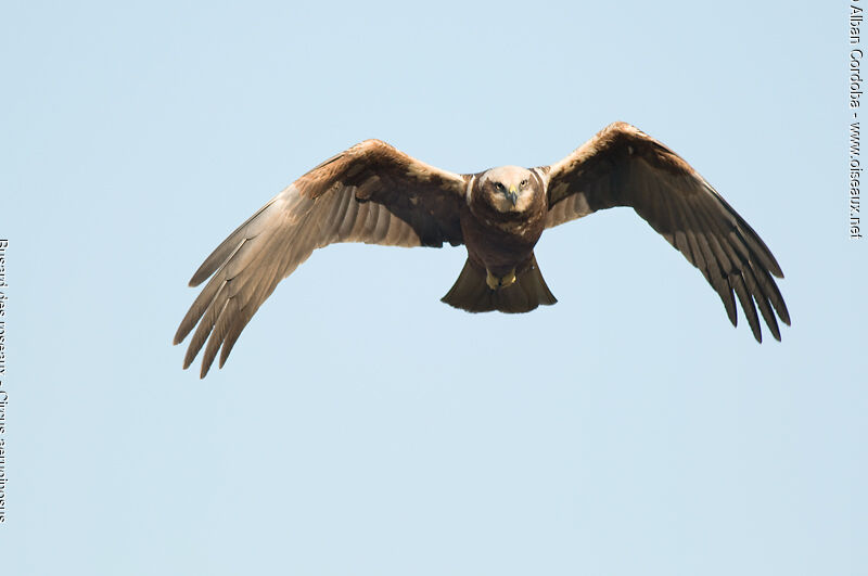 Western Marsh Harrier female