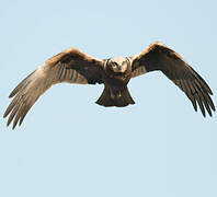 Western Marsh Harrier