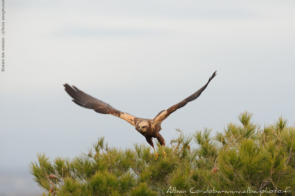 Western Marsh Harrier