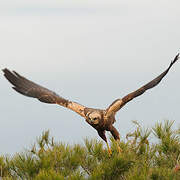 Western Marsh Harrier