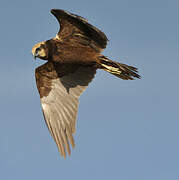 Western Marsh Harrier