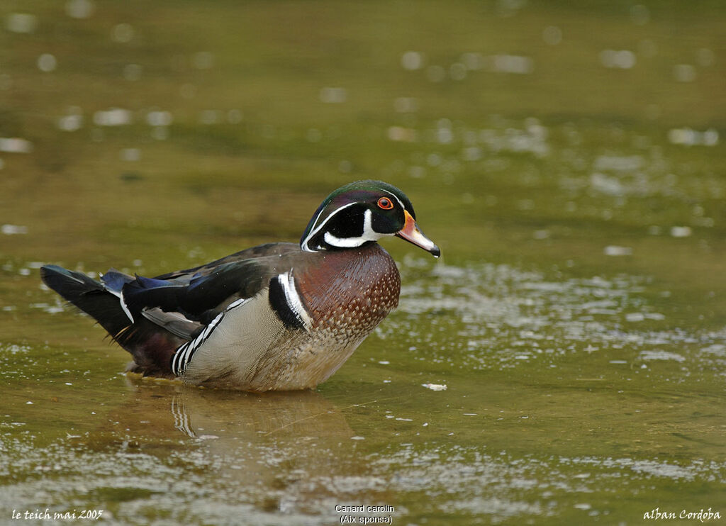 Wood Duck