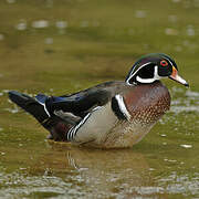 Canard carolin