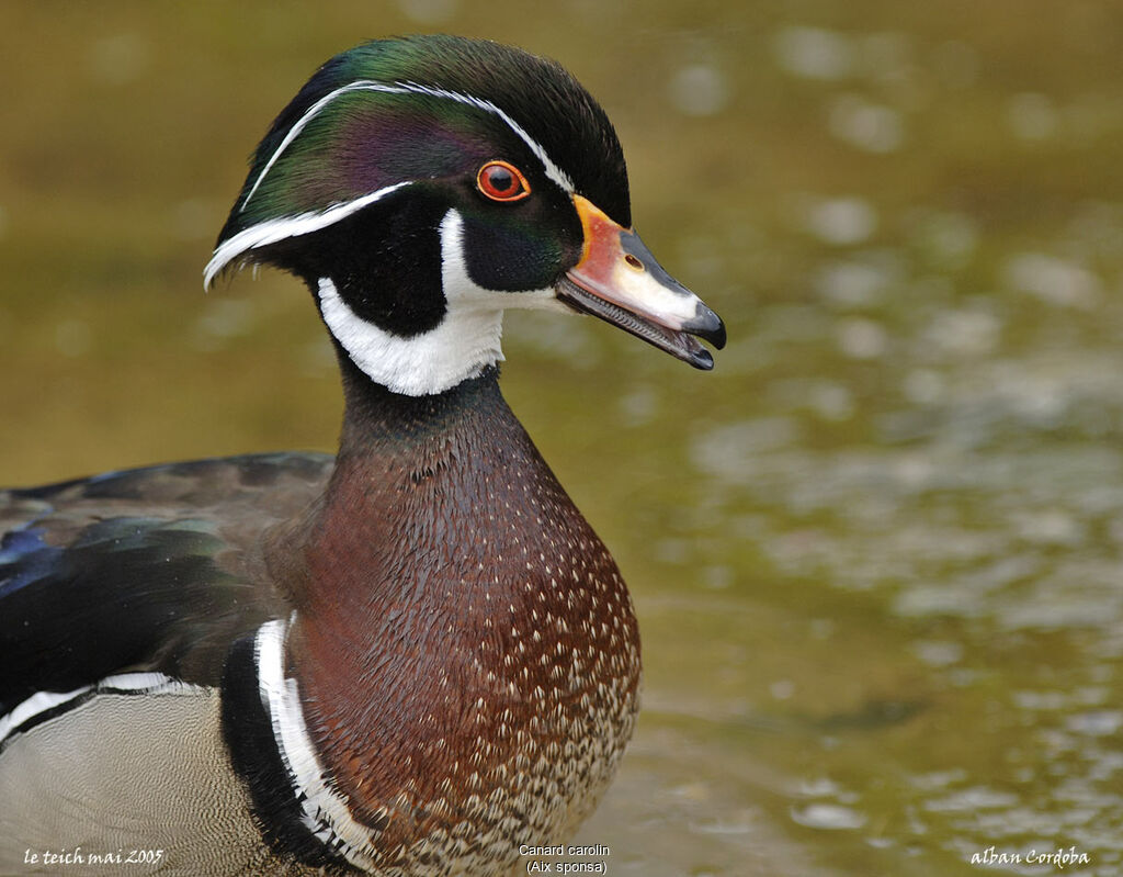 Canard carolin