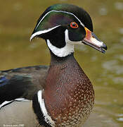 Wood Duck