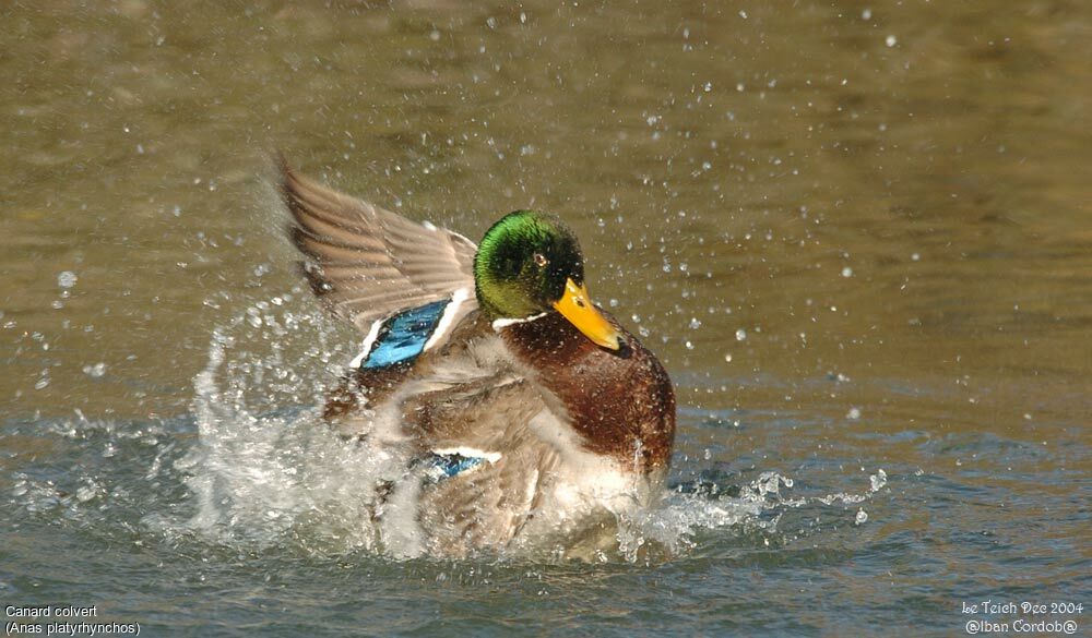 Mallard