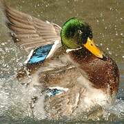 Canard colvert