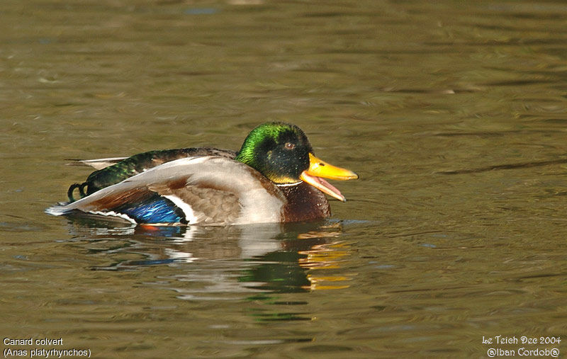 Mallard