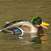 Canard colvert