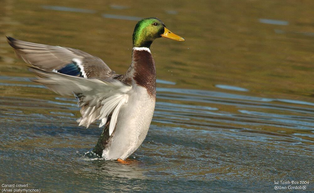 Mallard