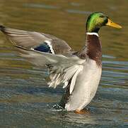 Mallard