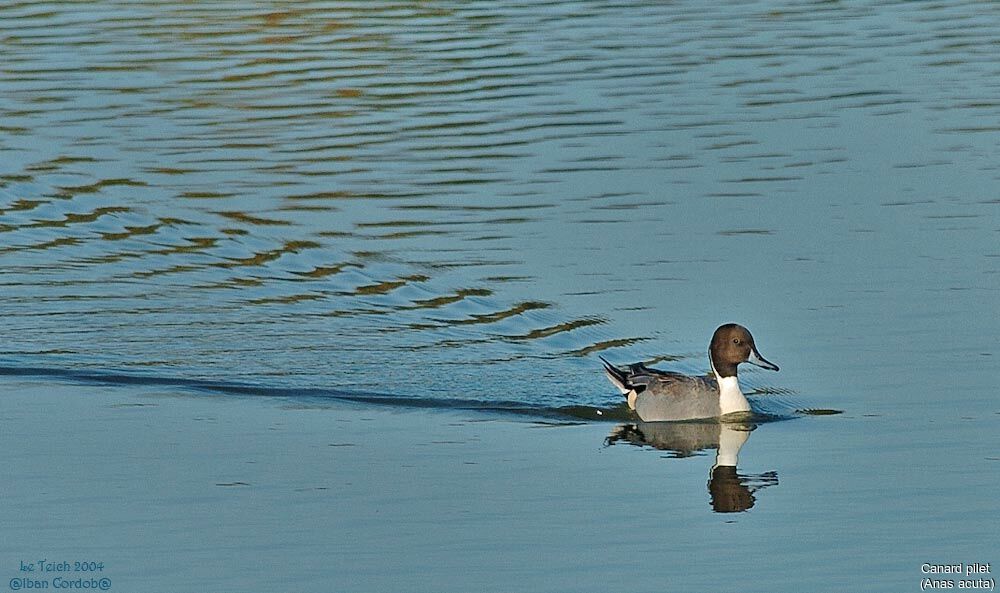 Northern Pintail