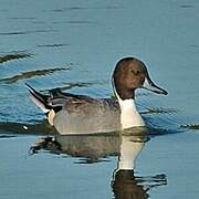 Northern Pintail