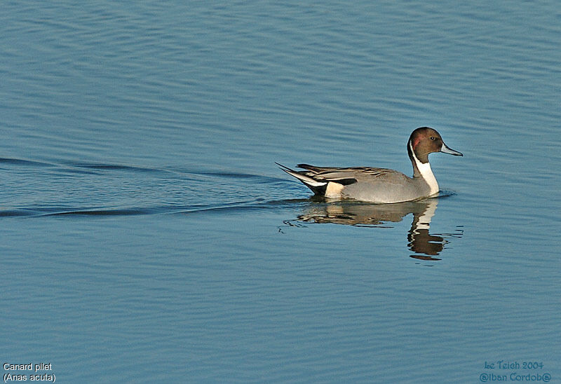 Northern Pintail