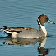 Northern Pintail