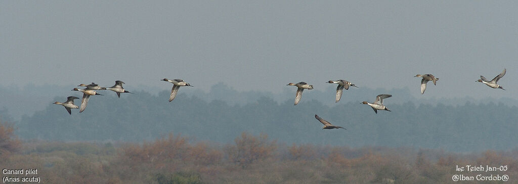 Northern Pintail