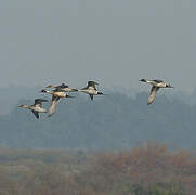 Canard pilet