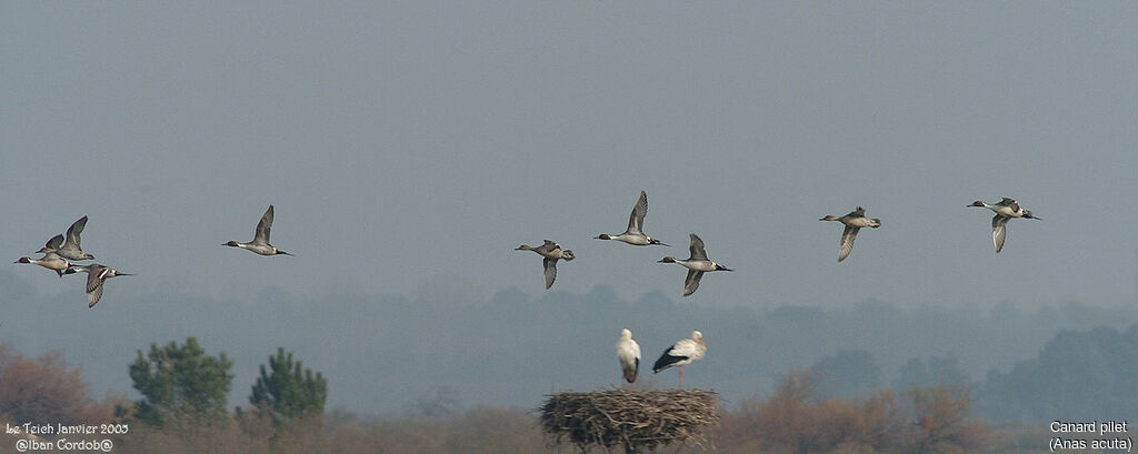 Northern Pintail