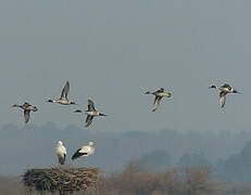 Canard pilet