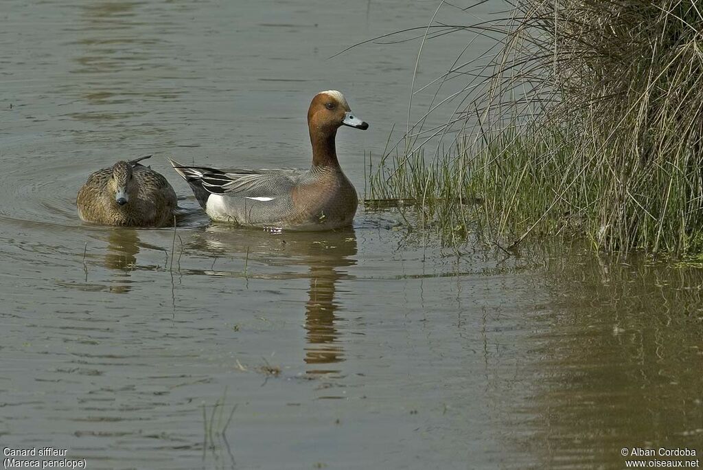 Canard siffleur