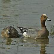 Eurasian Wigeon