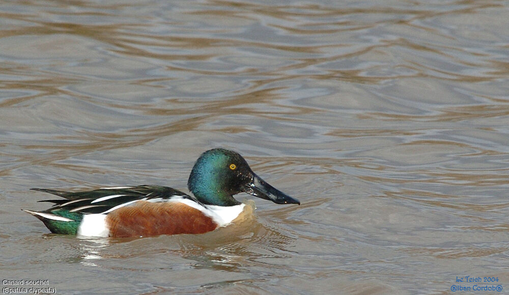 Canard souchet