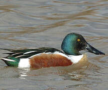 Northern Shoveler