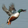 Canard souchet