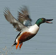 Northern Shoveler