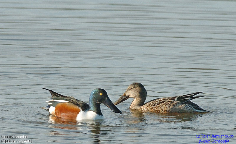 Canard souchet