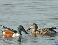 Canard souchet