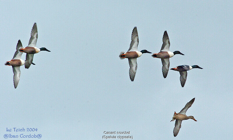 Canard souchet