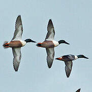 Northern Shoveler