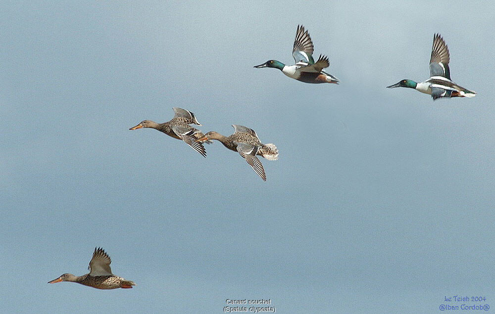 Canard souchet