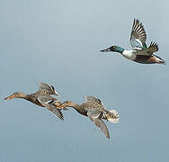 Northern Shoveler