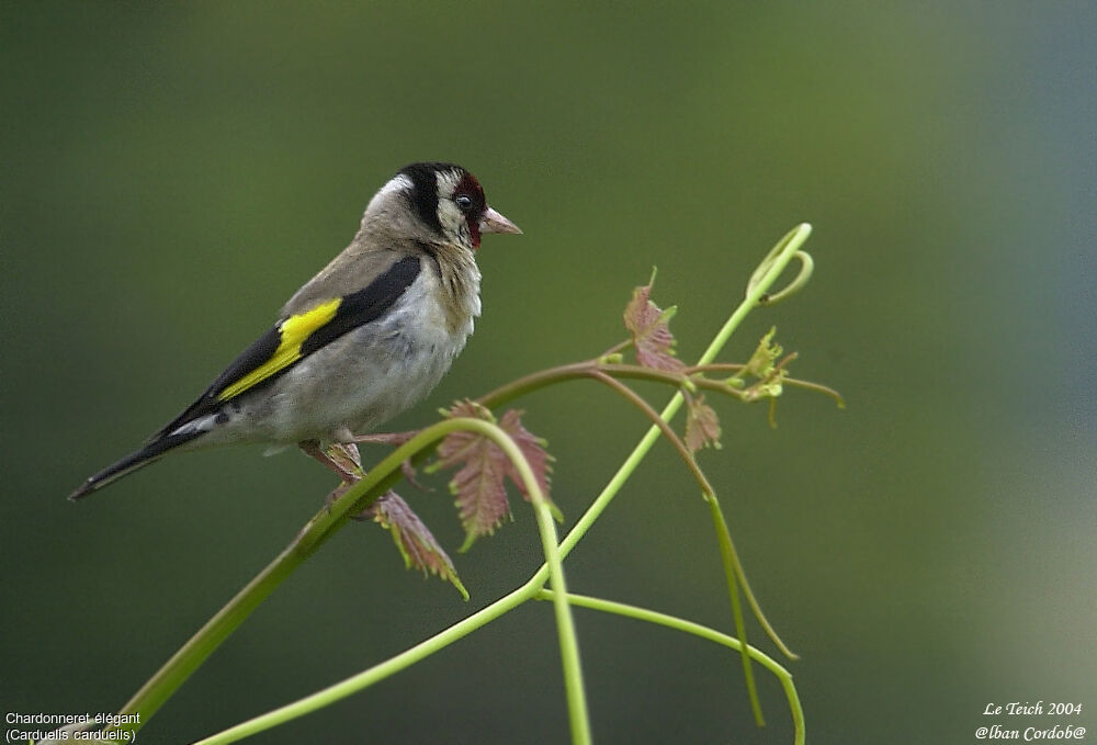 European Goldfinch