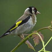 European Goldfinch