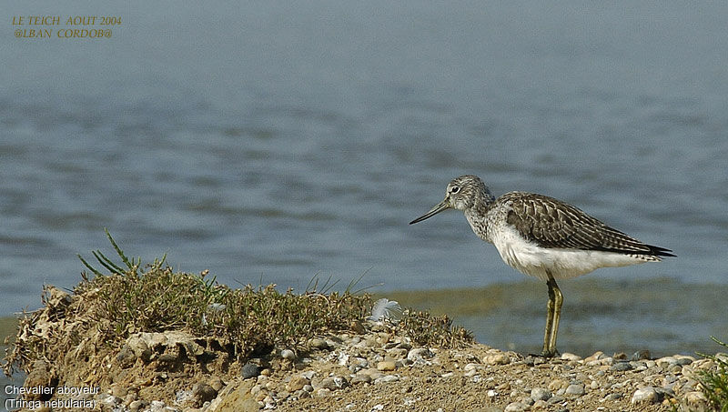 Common Greenshank