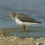 Common Greenshank