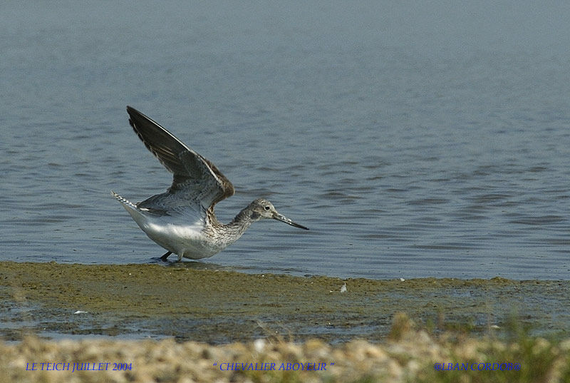 Common Greenshank